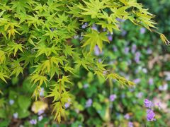 -上海滨江森林公园