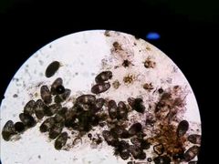 -佳雯宠物医院·皮肤科·内外科(春晓路分院)