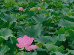 -荷塘月色湿地公园·向阳花洲