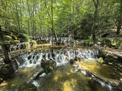 -牛背梁国家森林公园