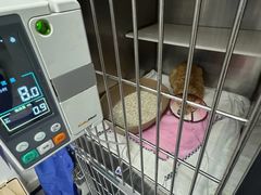 -御宝贝·A梦猫科宠物医院(国际猫友好医院)