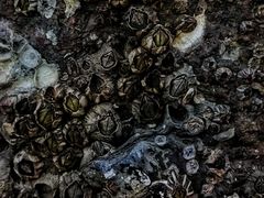 -北岐滩涂