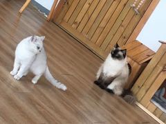 -猫的茶·猫咖