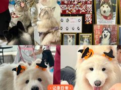 -星多哈·狗咖·拼豆·咖啡