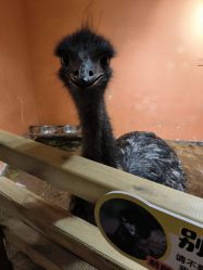 -Zoolung Zoolung动物主题公园(海信广场店)