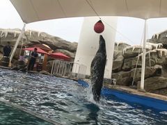 -芜湖新华联大白鲸海洋公园