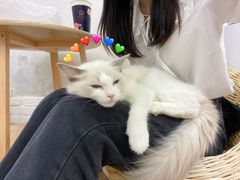 -李小姐の猫咖啡馆(五角场店)