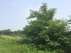 -羊山湖公园