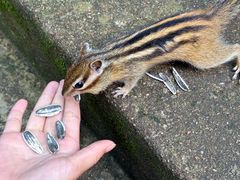 -五营红松林海景区