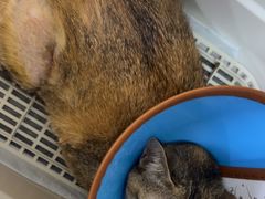 -瑞派康怡24h宠物医院·犬猫医疗中心·微创绝育(瑞景分院)