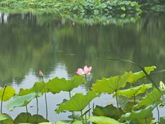 -金银湖国家城市湿地公园