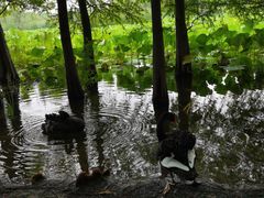 -昆山城市生态森林公园