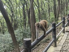 -苏州上方山国家森林公园