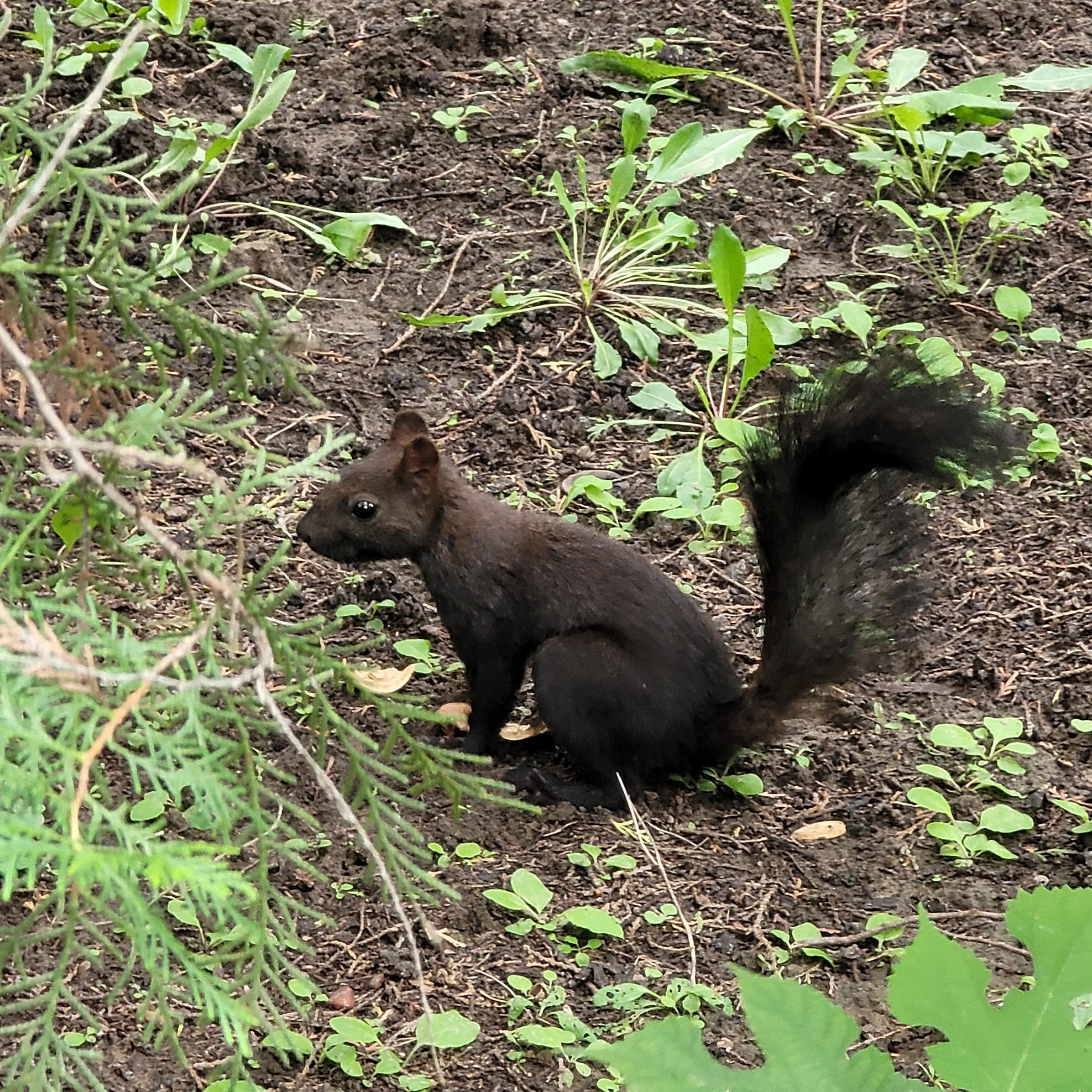 天坛黑松鼠成了精