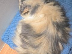 -有猫主题·治愈系猫咖(曾厝垵店)