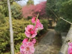 -南京市江宁方山