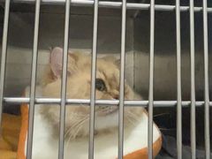 -创凡宠物医院·骨专科  猫科中心(西乡分院)