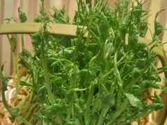 -大头椰·椰子鸡火锅(南宁万象城店)