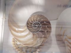 -贝壳梦幻世界