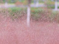 -映月湖中央公园