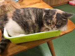 -藦茜花园宠物主题亲子互动体验馆(国顺东路店)