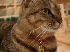 -猫的天空之城概念书店(杭州南宋御街店)