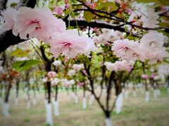 -大兴滨河森林公园