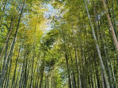 -树山生态村