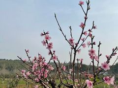 -悦禧耕岛酒店·指月坞餐厅·旺山特色农家乐