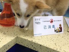 -睿金宠物医院·CT·肿瘤·骨外科