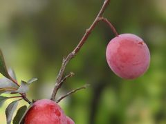 -青龙山国家森林公园