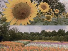 -花开海上生态园