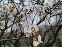-香雪海