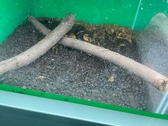 -上海大自然野生昆虫馆(东方明珠·爬宠昆虫探索中心)