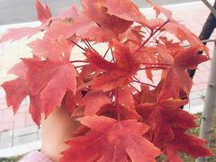 -沈阳职业技术学院