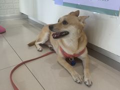 -瑞鹏宠物医院·爱宠堂(环西分院)