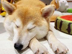 -柴务处·柴犬主题狗咖