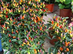 -桂林市花鸟市场