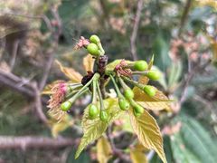 -成都蒲江花样年福朋喜来登度假酒店·宜客乐西餐厅