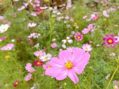 -田园东方蜜桃村的田野营地