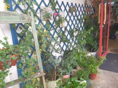 -Jo's Garden