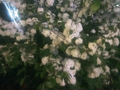 -西北湖绿化广场