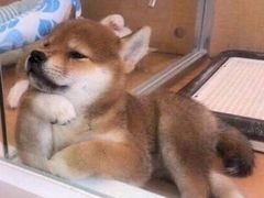 -优美滋动物奶油生日蛋糕(南陵苏果店)