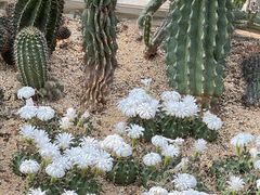 -深圳仙湖植物园