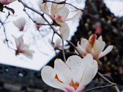 -长春观