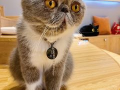 -啵啵喵·猫咖(攀华国际店)