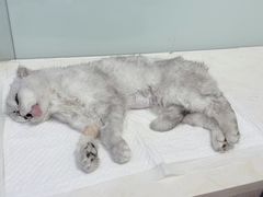 -纳吉亚猫专科动物医院博雅分院