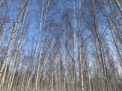 -北极村旅游风景区