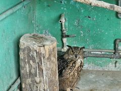 -西霞口神雕山野生动物世界