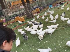 -长白岛森林公园